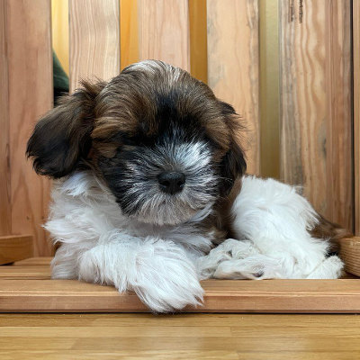 adorable havanese puppy