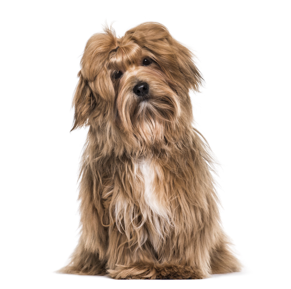 Havanese Dog
