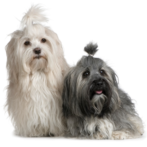 Havanese Dog